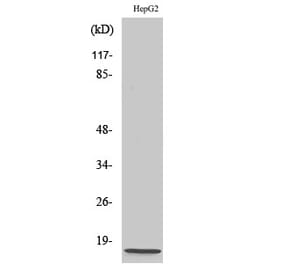 Western blot - NDUFA4 Polyclonal Antibody from Signalway Antibody (41205) - Antibodies.com