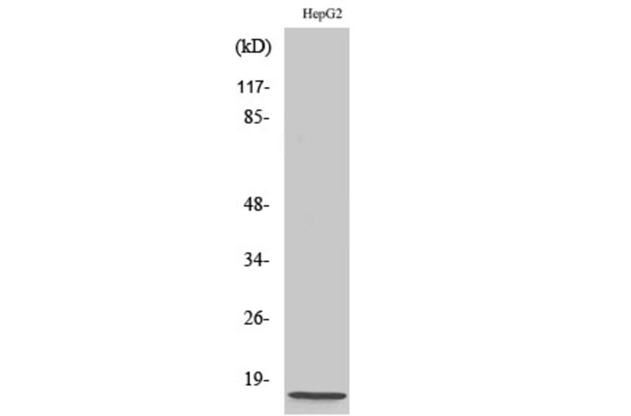 Western blot - NDUFA4 Polyclonal Antibody from Signalway Antibody (41205) - Antibodies.com