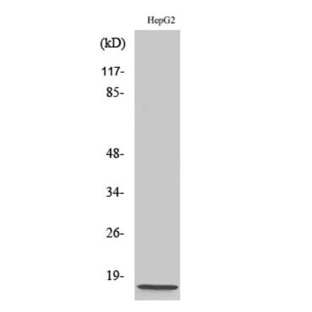 Western blot - NDUFA4 Polyclonal Antibody from Signalway Antibody (41205) - Antibodies.com