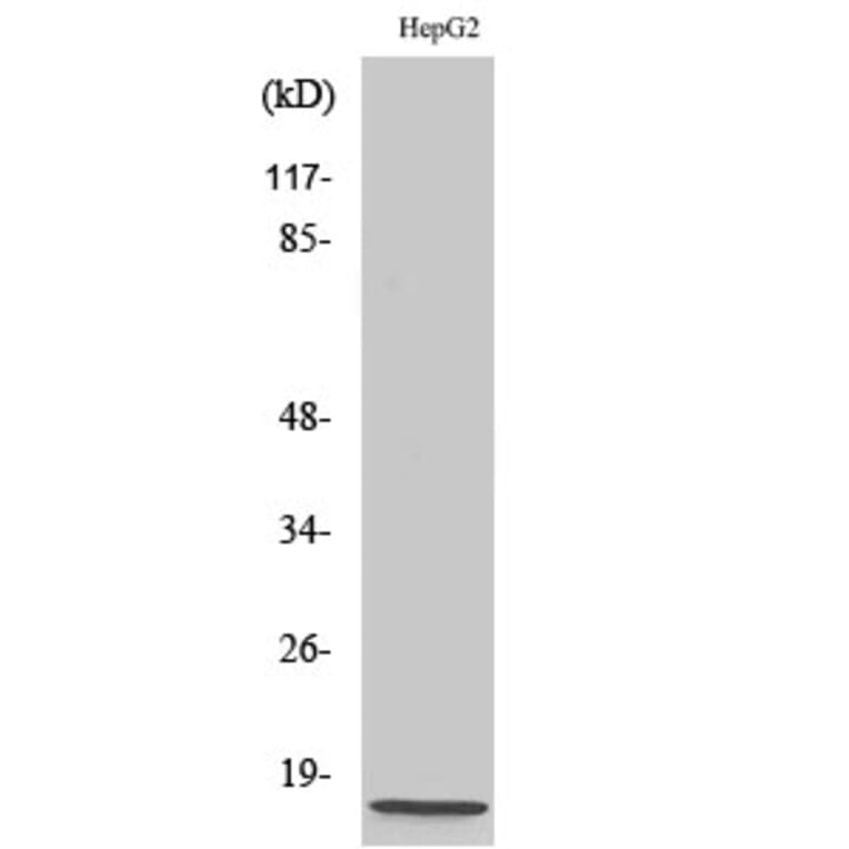 Western blot - NDUFA4 Polyclonal Antibody from Signalway Antibody (41205) - Antibodies.com
