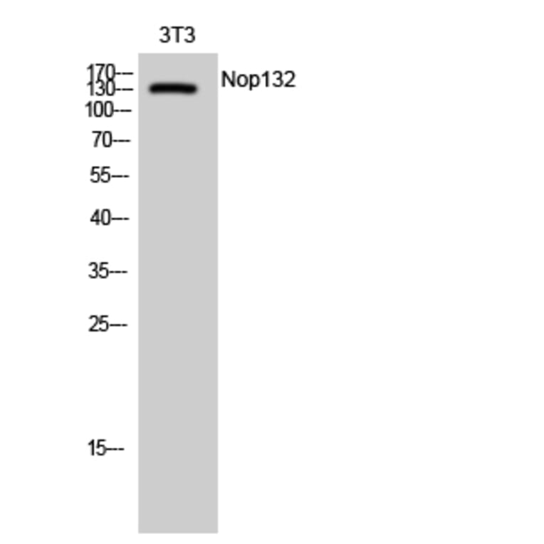 Western blot - Nop132 Polyclonal Antibody from Signalway Antibody (41248) - Antibodies.com