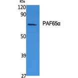 Western blot - PAF65α Polyclonal Antibody from Signalway Antibody (41320) - Antibodies.com