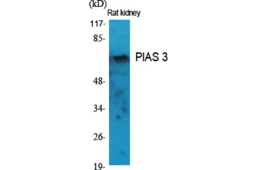 Western blot - PIAS 3 Polyclonal Antibody from Signalway Antibody (41342) - Antibodies.com