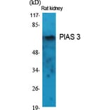 Western blot - PIAS 3 Polyclonal Antibody from Signalway Antibody (41342) - Antibodies.com