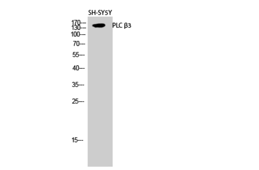 Western blot - PLC β3 Polyclonal Antibody from Signalway Antibody (41352) - Antibodies.com