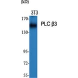 Western blot - PLC β3 Polyclonal Antibody from Signalway Antibody (41352) - Antibodies.com