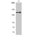 Western blot - PLC γ1 Polyclonal Antibody from Signalway Antibody (41353) - Antibodies.com