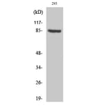 Western blot - PNPase Polyclonal Antibody from Signalway Antibody (41355) - Antibodies.com