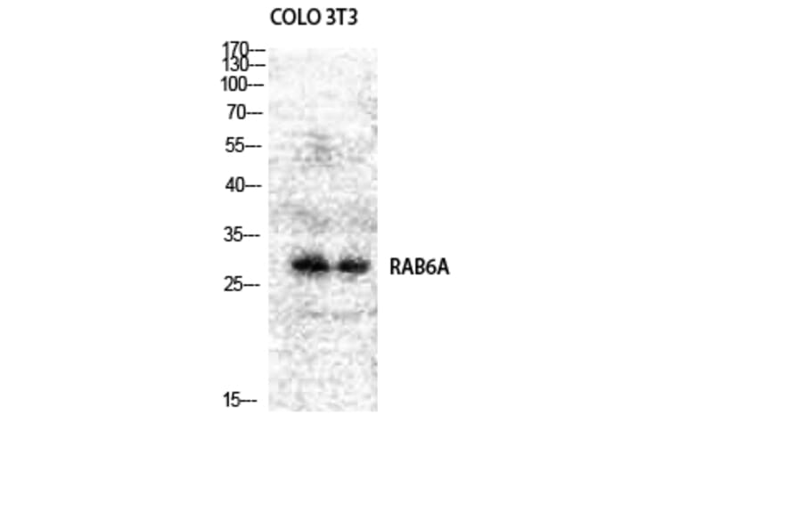 Western blot - Rab 6A Polyclonal Antibody from Signalway Antibody (41378) - Antibodies.com
