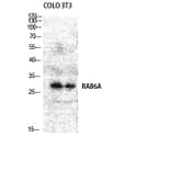 Western blot - Rab 6A Polyclonal Antibody from Signalway Antibody (41378) - Antibodies.com