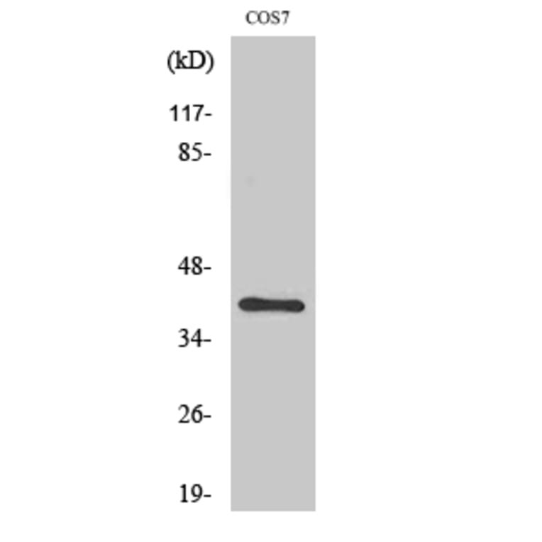 Western blot - ZNF134 Polyclonal Antibody from Signalway Antibody (41542) - Antibodies.com
