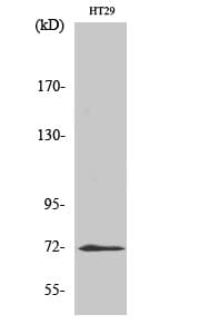 Western Blot analysis of HT29 cells using ABCG2 Polyclonal Antibody