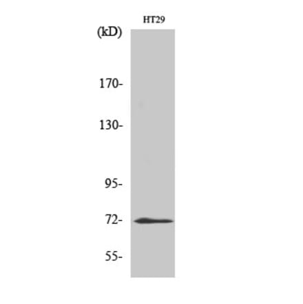 Western blot - ABCG2 Polyclonal Antibody from Signalway Antibody (40537) - Antibodies.com