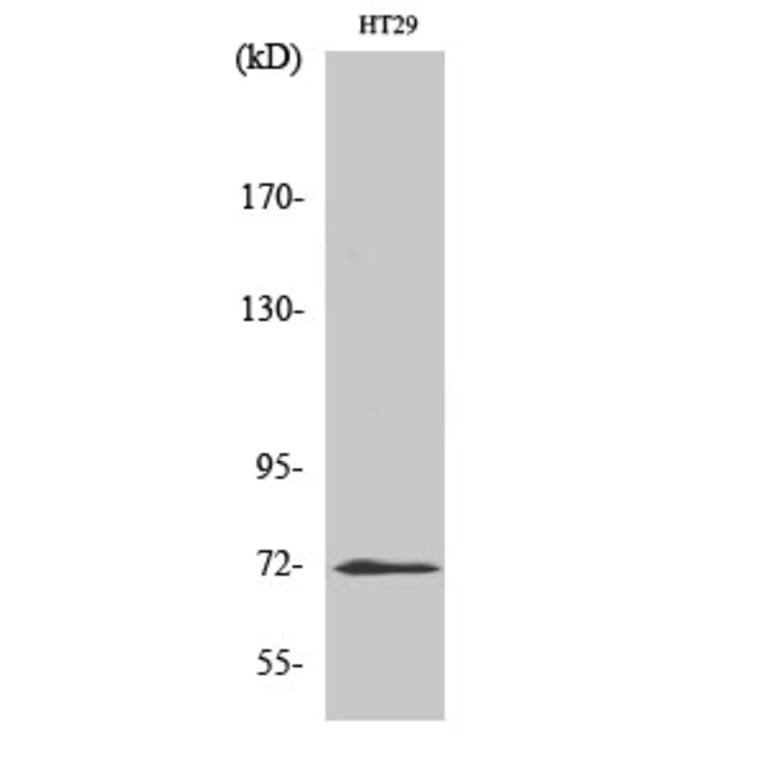 Western blot - ABCG2 Polyclonal Antibody from Signalway Antibody (40537) - Antibodies.com