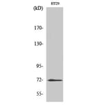 Western blot - ABCG2 Polyclonal Antibody from Signalway Antibody (40537) - Antibodies.com