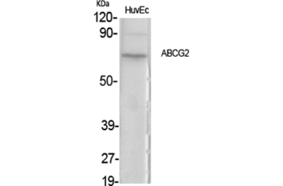 Western blot - ABCG2 Polyclonal Antibody from Signalway Antibody (40537) - Antibodies.com