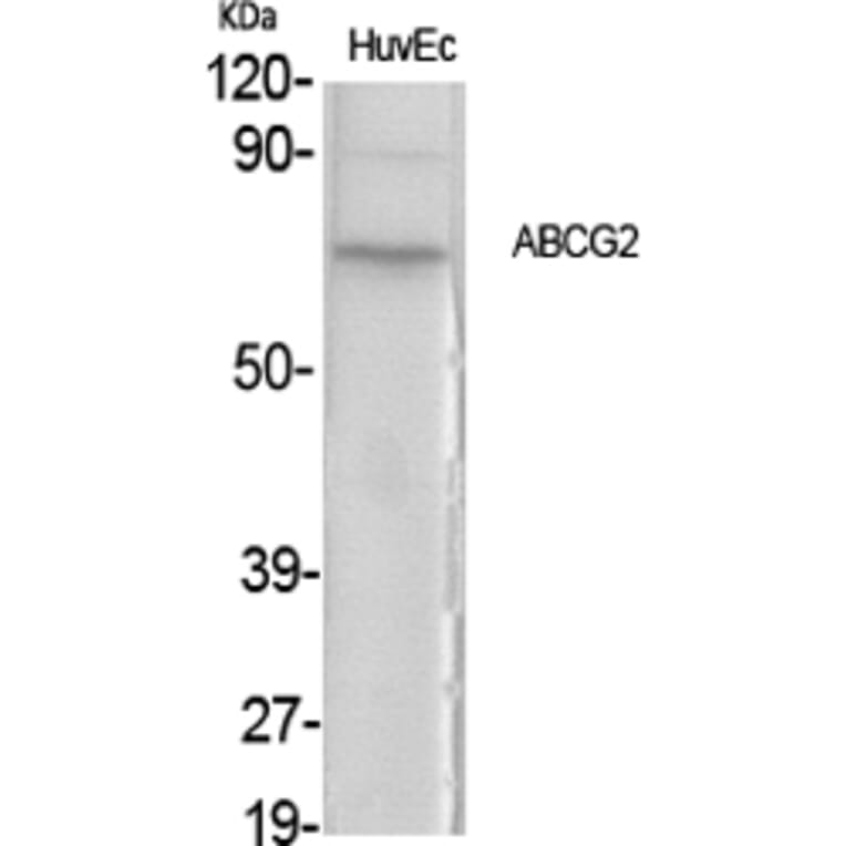 Western blot - ABCG2 Polyclonal Antibody from Signalway Antibody (40537) - Antibodies.com