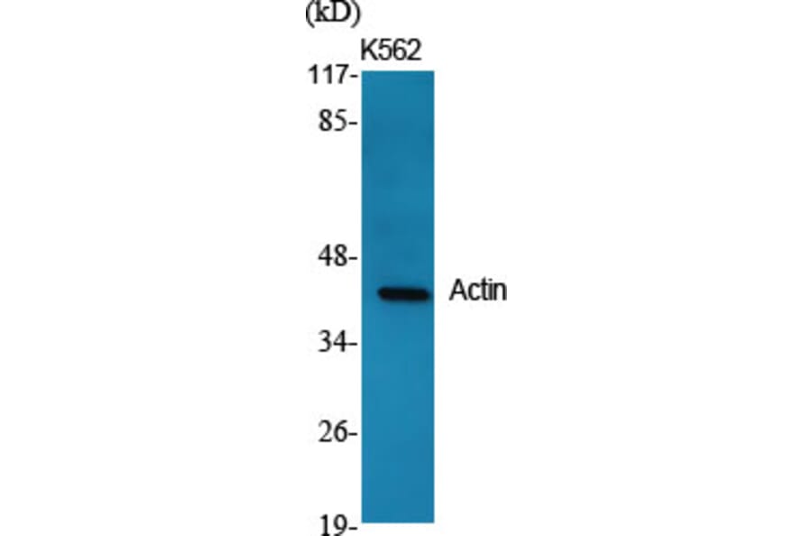 Western blot - Actin Polyclonal Antibody from Signalway Antibody (40549) - Antibodies.com