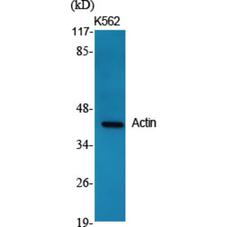 Western blot - Actin Polyclonal Antibody from Signalway Antibody (40549) - Antibodies.com