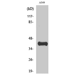 Western blot - ApoL1 Polyclonal Antibody from Signalway Antibody (40606) - Antibodies.com