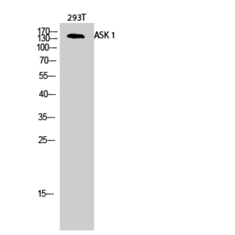 Western blot - ASK 1 Polyclonal Antibody from Signalway Antibody (40619) - Antibodies.com