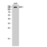 Western blot - ASK 1 Polyclonal Antibody from Signalway Antibody (40619) - Antibodies.com