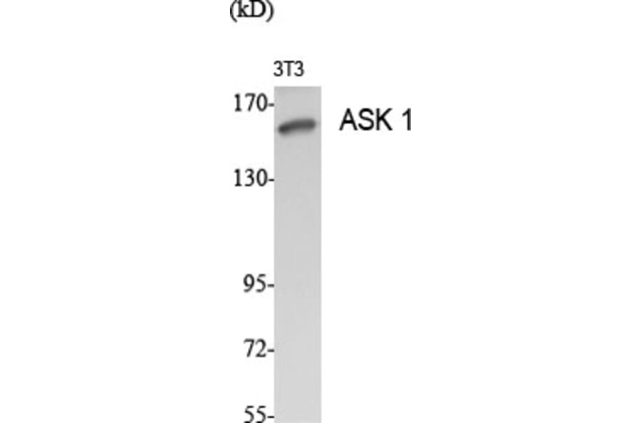 Western blot - ASK 1 Polyclonal Antibody from Signalway Antibody (40619) - Antibodies.com