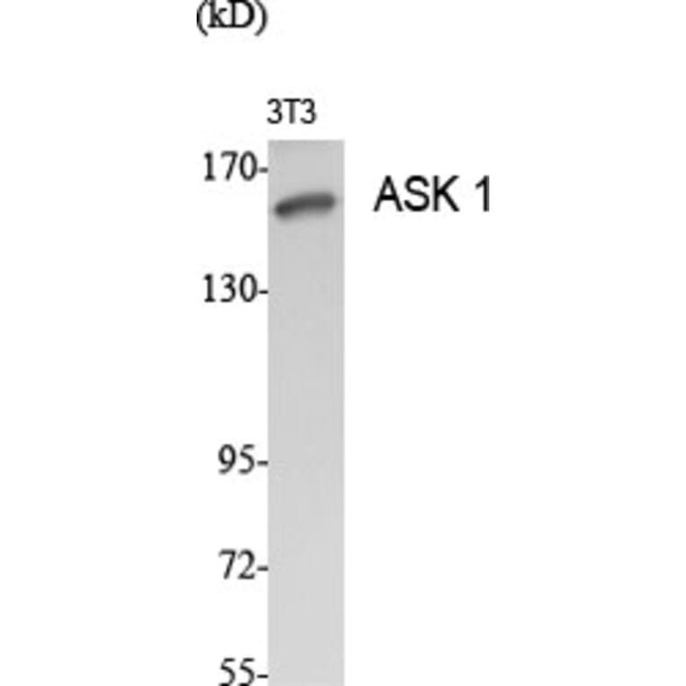 Western blot - ASK 1 Polyclonal Antibody from Signalway Antibody (40619) - Antibodies.com