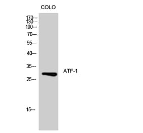Western blot - ATF-1 Polyclonal Antibody from Signalway Antibody (40624) - Antibodies.com
