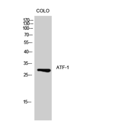 Western blot - ATF-1 Polyclonal Antibody from Signalway Antibody (40624) - Antibodies.com