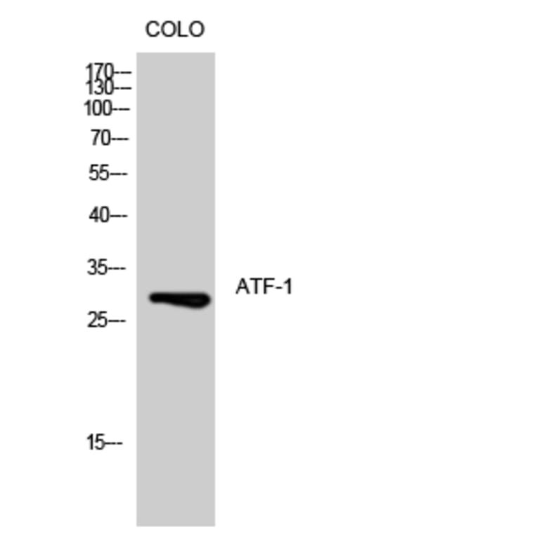 Western blot - ATF-1 Polyclonal Antibody from Signalway Antibody (40624) - Antibodies.com