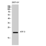 Western blot - ATF-3 Polyclonal Antibody from Signalway Antibody (40625) - Antibodies.com