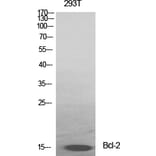 Western blot - Bcl-2 Polyclonal Antibody from Signalway Antibody (40638) - Antibodies.com