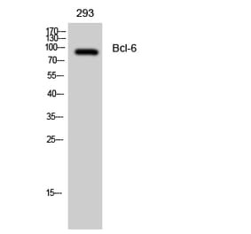 Western blot - Bcl-6 Polyclonal Antibody from Signalway Antibody (40640) - Antibodies.com