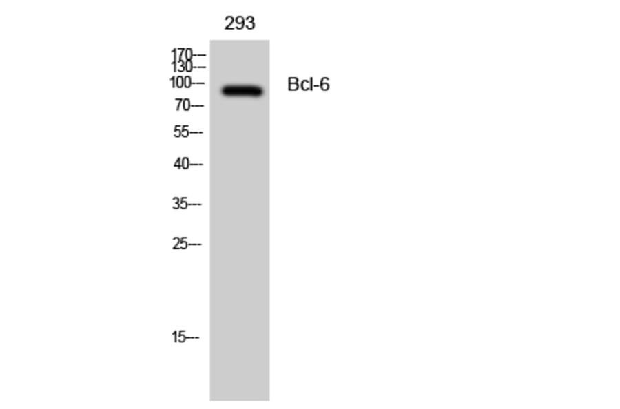 Western blot - Bcl-6 Polyclonal Antibody from Signalway Antibody (40640) - Antibodies.com