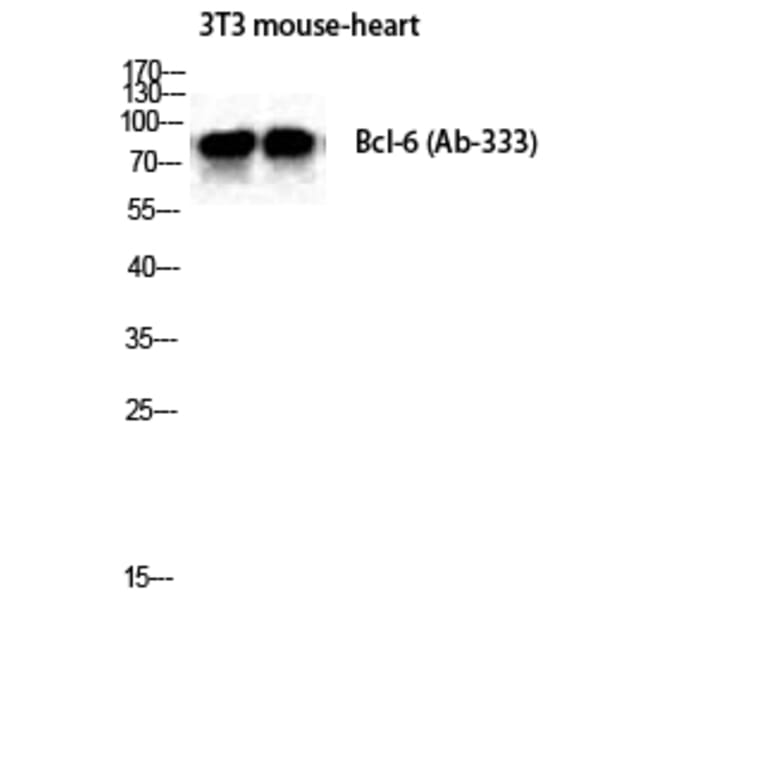 Western blot - Bcl-6 Polyclonal Antibody from Signalway Antibody (40640) - Antibodies.com