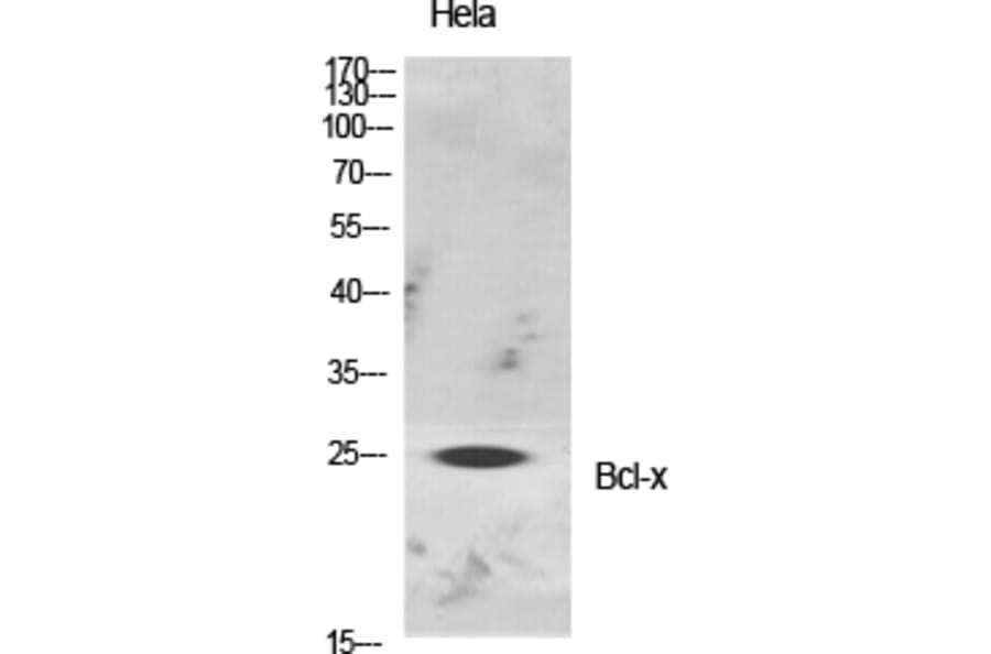 Western blot - Bcl-x Polyclonal Antibody from Signalway Antibody (40643) - Antibodies.com
