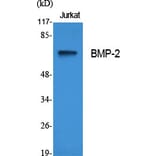 Western blot - BMP-2 Polyclonal Antibody from Signalway Antibody (40648) - Antibodies.com
