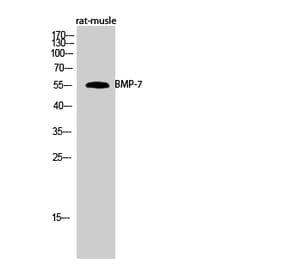 Western blot - BMP-7 Polyclonal Antibody from Signalway Antibody (40651) - Antibodies.com