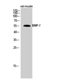 Western blot - BMP-7 Polyclonal Antibody from Signalway Antibody (40651) - Antibodies.com