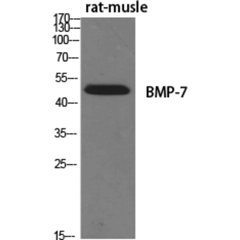 Western blot - BMP-7 Polyclonal Antibody from Signalway Antibody (40651) - Antibodies.com