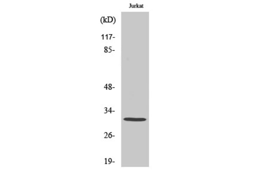 Western blot - C1QBP Polyclonal Antibody from Signalway Antibody (40661) - Antibodies.com