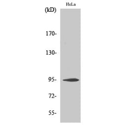 Western blot - CD284 Polyclonal Antibody from Signalway Antibody (40697) - Antibodies.com