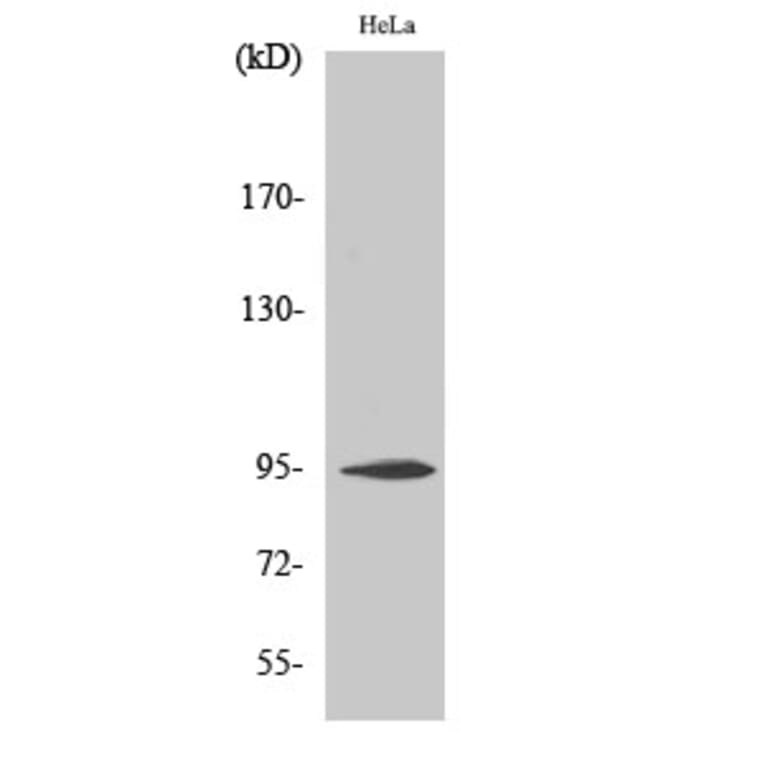 Western blot - CD284 Polyclonal Antibody from Signalway Antibody (40697) - Antibodies.com
