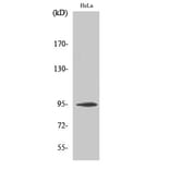 Western blot - CD284 Polyclonal Antibody from Signalway Antibody (40697) - Antibodies.com