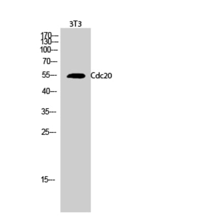 Western blot - Cdc20 Polyclonal Antibody from Signalway Antibody (40712) - Antibodies.com