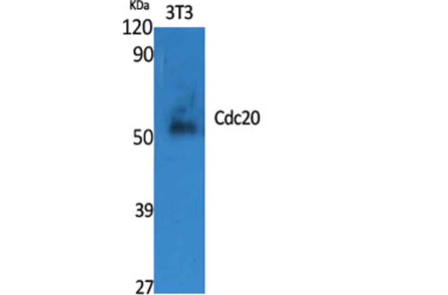 Western blot - Cdc20 Polyclonal Antibody from Signalway Antibody (40712) - Antibodies.com