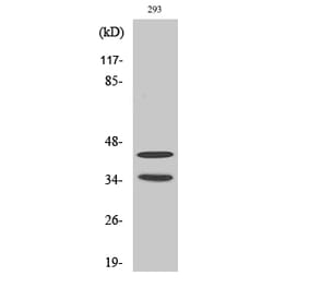 Western blot - Cdk10 Polyclonal Antibody from Signalway Antibody (40718) - Antibodies.com