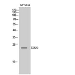 Western blot - CDKN3 Polyclonal Antibody from Signalway Antibody (40724) - Antibodies.com