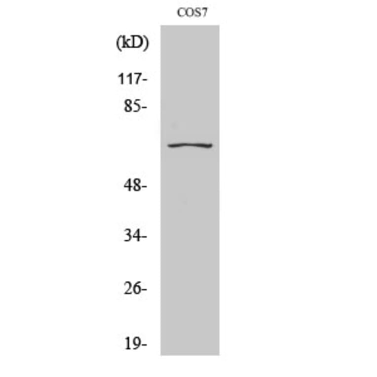 Western blot - CEP70 Polyclonal Antibody from Signalway Antibody (40728) - Antibodies.com